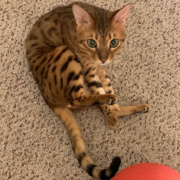 Meet your seller ;) - Picture 4 of 5